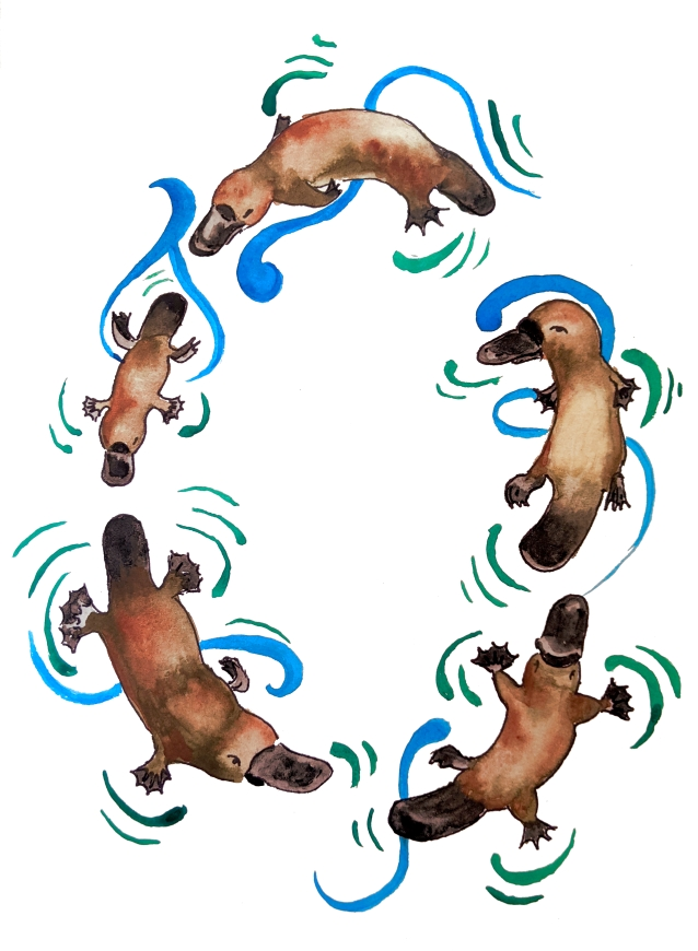 Circling Platypus