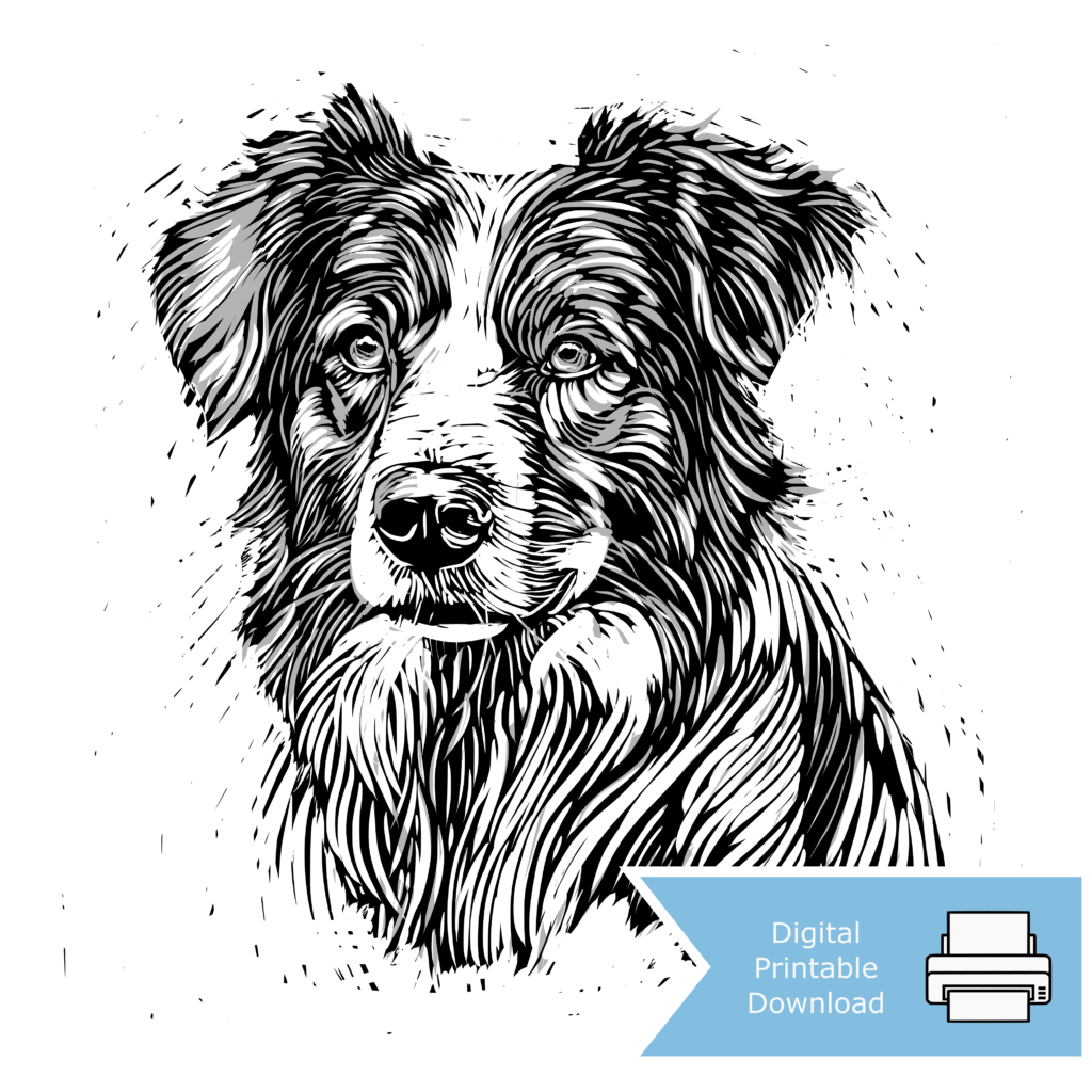 Australian Shepherd