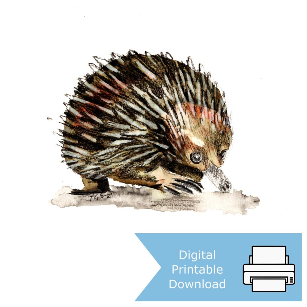Echidna