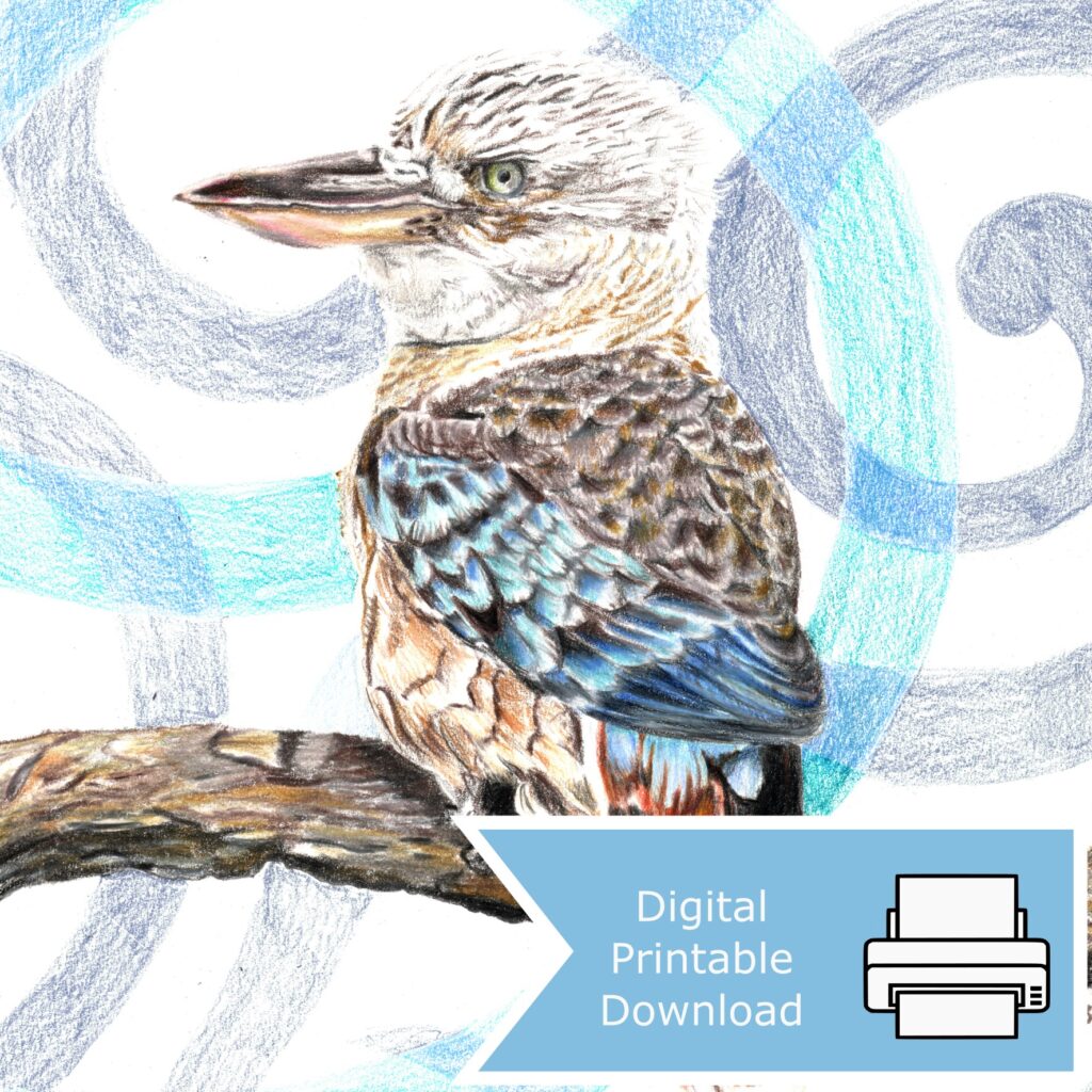 Kookaburra