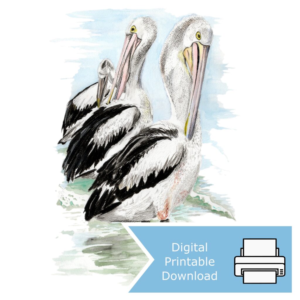 Pelicans