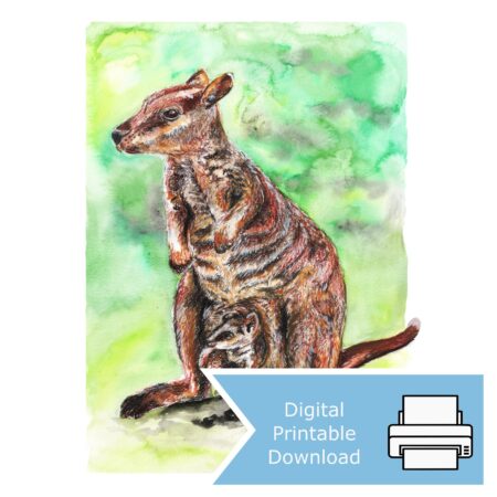 Wallaby Kangaroo and Joey