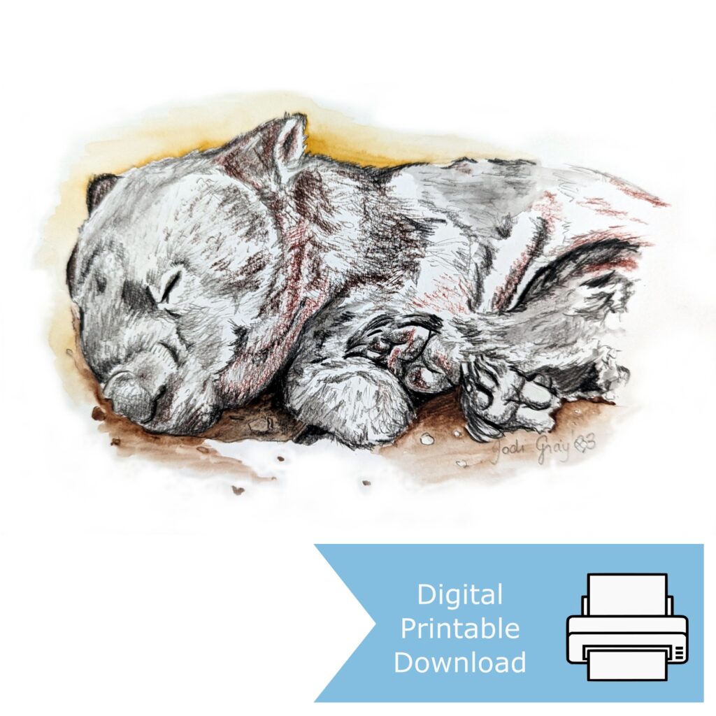 Wombat Sleeping