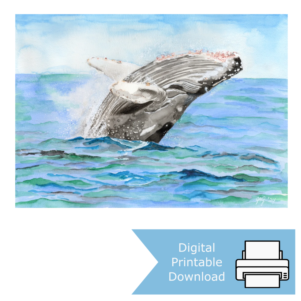Whale Breaching